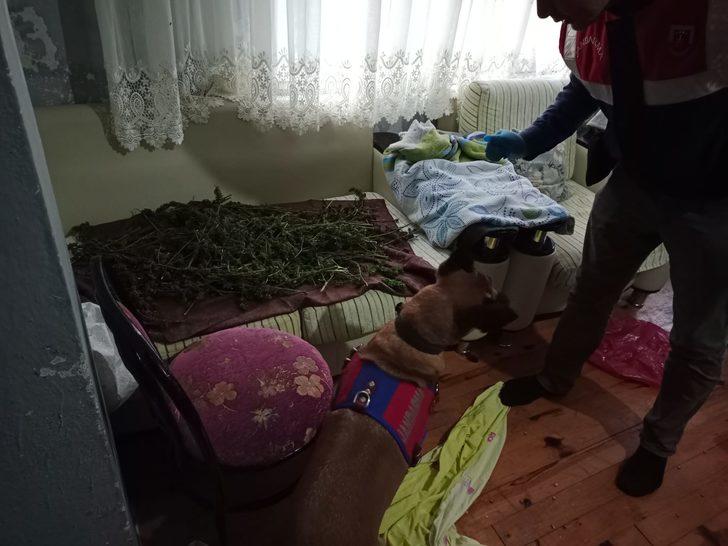 Trabzon'da uyuşturucu operasyonunda 1 şüpheli yakalandı G1