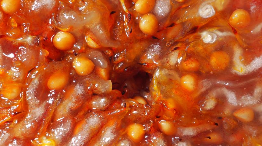 Bir lokması her derde deva: Taze incirin sağladığı inanılmaz faydalar! Günde bir tane incir yerseniz...