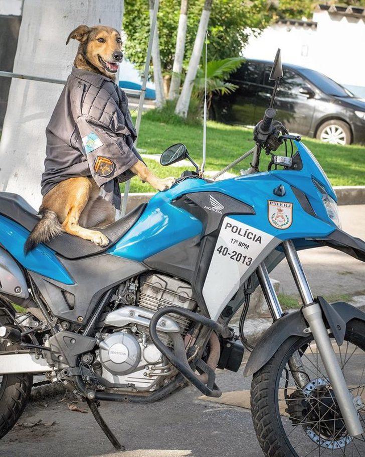 Brezilya polisinin kurtarma köpeği sosyal medyanın yıldızı oldu! “Merak ediyorlar” G3