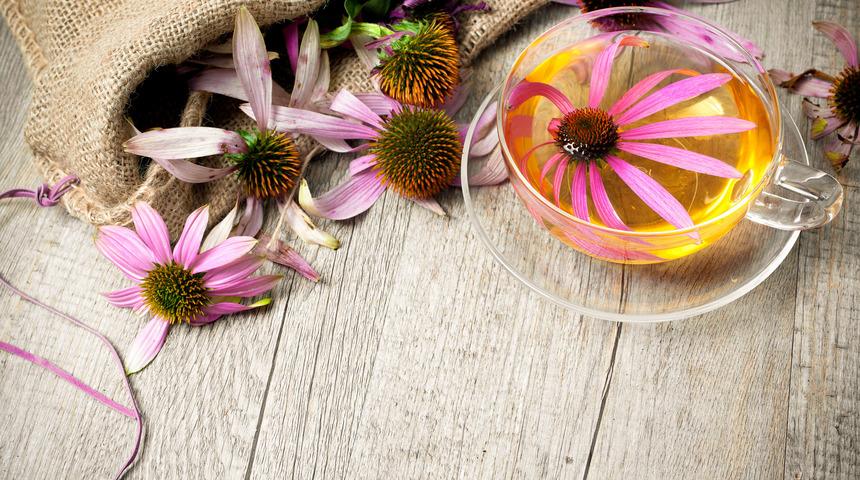 Ekinezya çayı faydaları nelerdir, neye iyi gelir? Ekinezya çayı nasıl yapılır ve demlenir?
