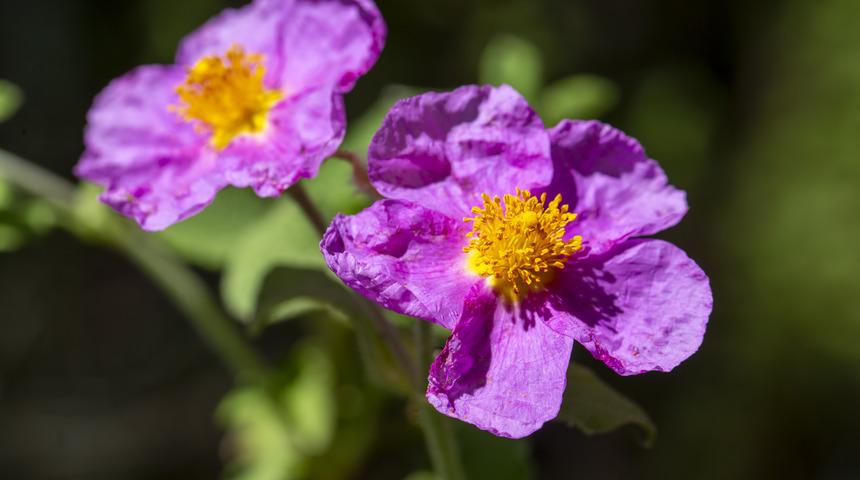 Cistus çayı faydaları nelerdir, neye iyi gelir? Cistus çayı nasıl yapılır ve demlenir?