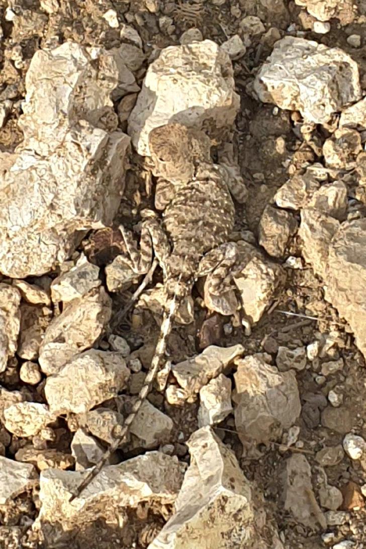 Tunceli'de doğada nadir görülen "bozkır keleri" görüntülendi G1