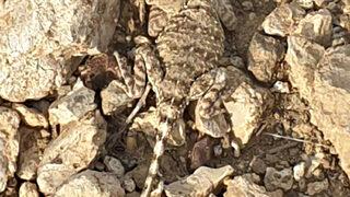 Tunceli'de doğada nadir görülen bozkır keleri görüntülendi