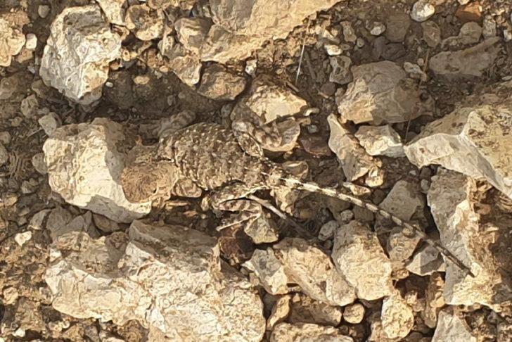 Tunceli'de doğada nadir görülen "bozkır keleri" görüntülendi G2