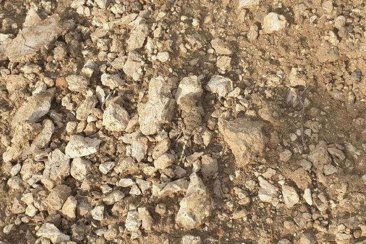 Tunceli'de doğada nadir görülen "bozkır keleri" görüntülendi G3