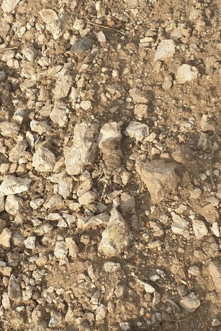 Tunceli'de doğada nadir görülen "bozkır keleri" görüntülendi G4