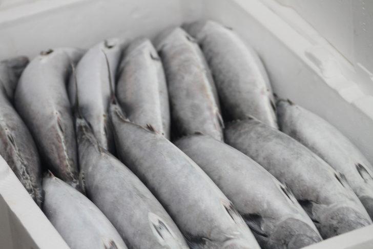 Batı Karadeniz'de palamut bolluğu fiyatlara yansıdı G4