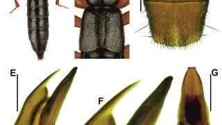 Edirne'de yeni böcek türü keşfedildi