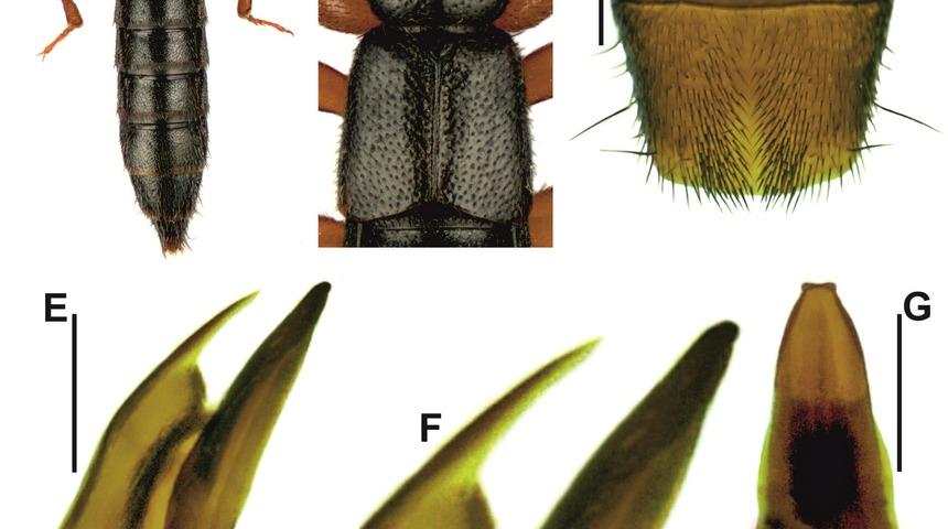 Edirne'de yeni böcek türü keşfedildi