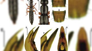 Yeni bir böcek türü keşfedildi! Dünyada sadece o ilimizde yaşıyor
