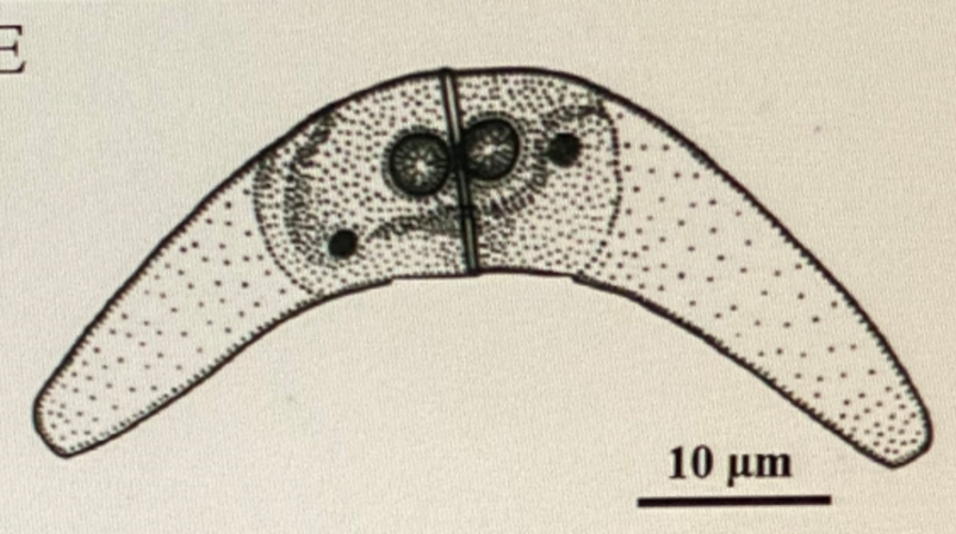 Daha önce dünyada tespit edilememişti! Karadeniz'de ilk kez görüldü