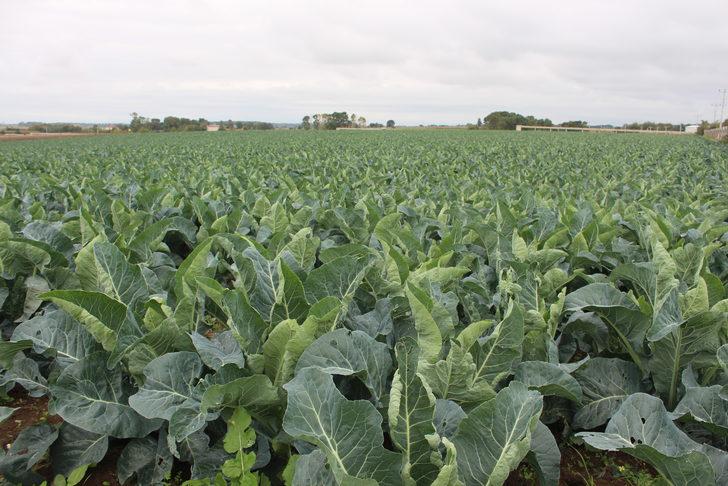 Kış sebzesi brokolinin hasadı başladı G1