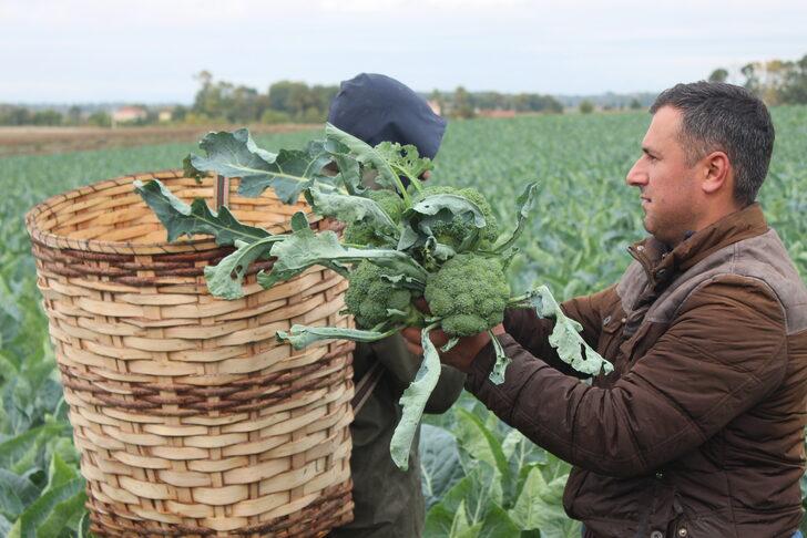 Kış sebzesi brokolinin hasadı başladı G2