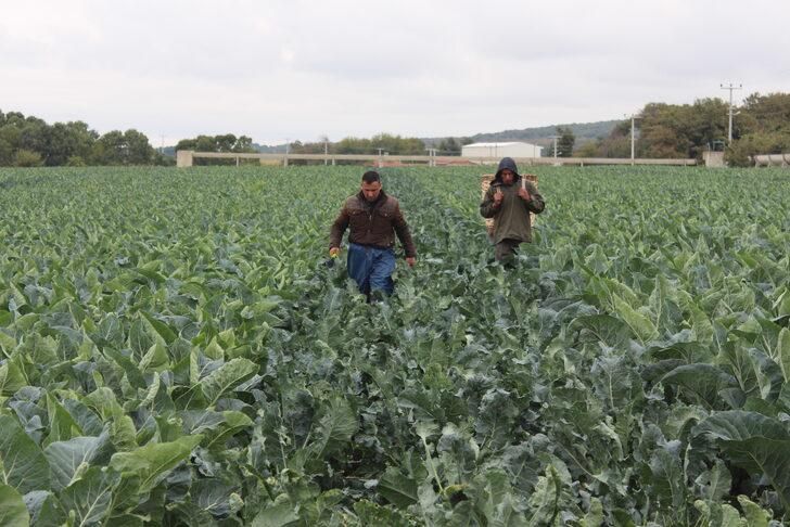Kış sebzesi brokolinin hasadı başladı G4