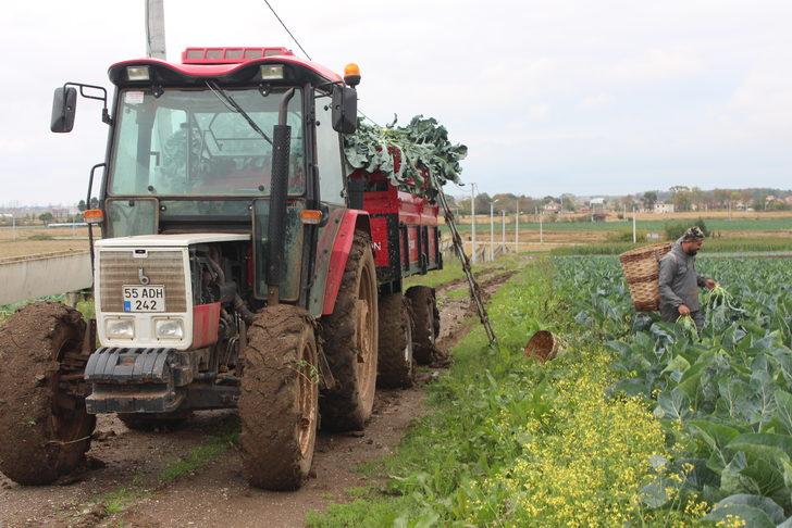 Kış sebzesi brokolinin hasadı başladı G5