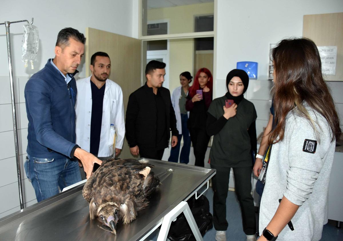 Kırıkkale'de kanadı kesilen akbaba rehabilitasyon merkezine g&ouml;nderilecek