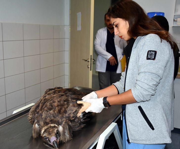 Kırıkkale'de kanadı kesilen akbaba rehabilitasyon merkezine gönderilecek G2