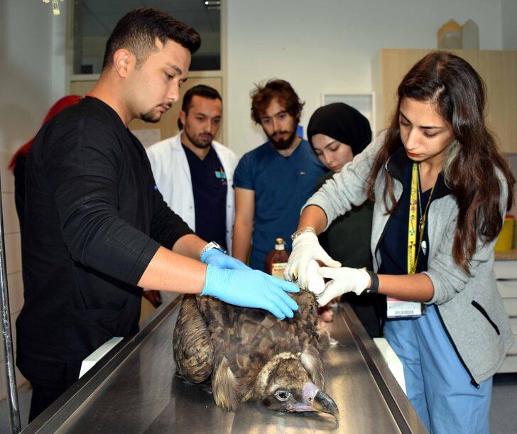 Kırıkkale'de kanadı kesilen akbaba rehabilitasyon merkezine gönderilecek G3