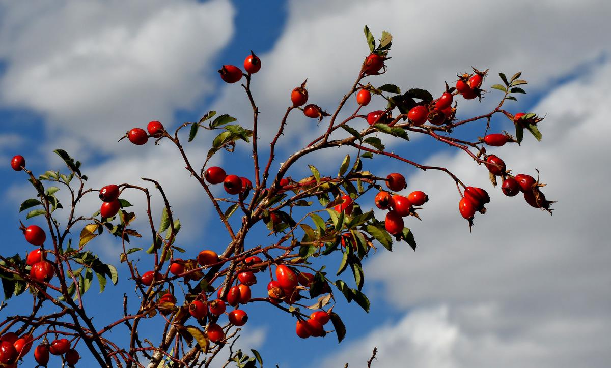 Kars'ta kuşburnu toplanmasına başlandı