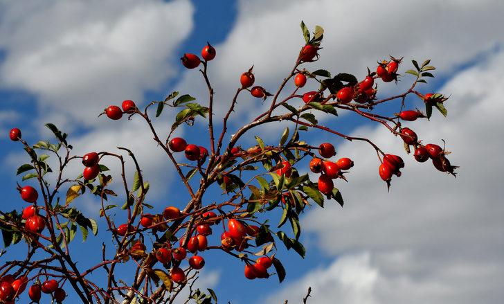 Kars'ta kuşburnu toplanmasına başlandı G1