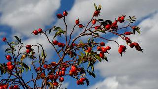 Kars'ta kuşburnu toplanmasına başlandı