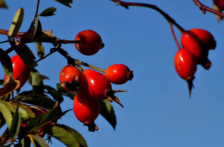 Kars'ta kuşburnu toplanmasına başlandı G2