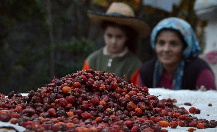 Kars'ta kuşburnu toplanmasına başlandı G3