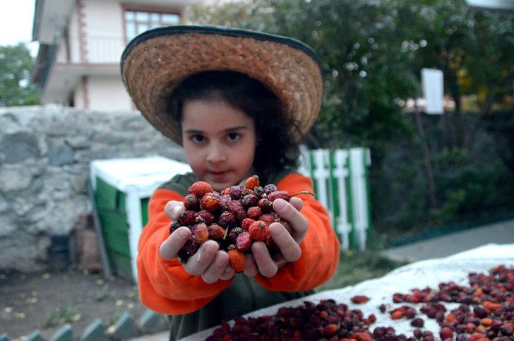 Kars'ta kuşburnu toplanmasına başlandı G4