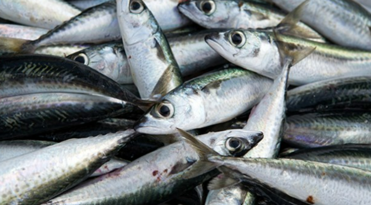 Paranızı ziyan etmeyin! En taze balık nasıl seçilir? Balık seçmenin püf noktaları G1