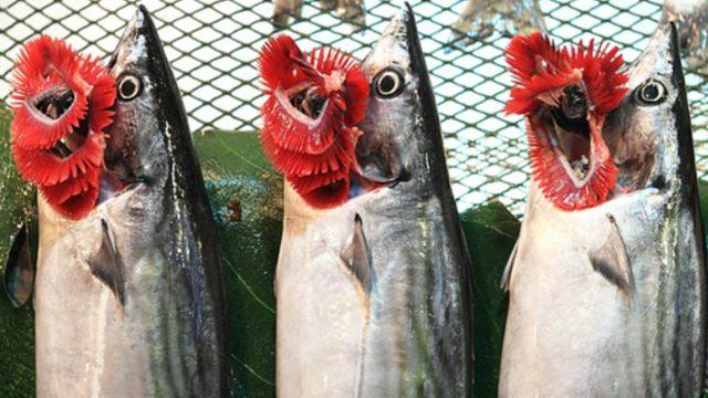 Paranızı ziyan etmeyin! En taze balık nasıl seçilir? Balık seçmenin püf noktaları