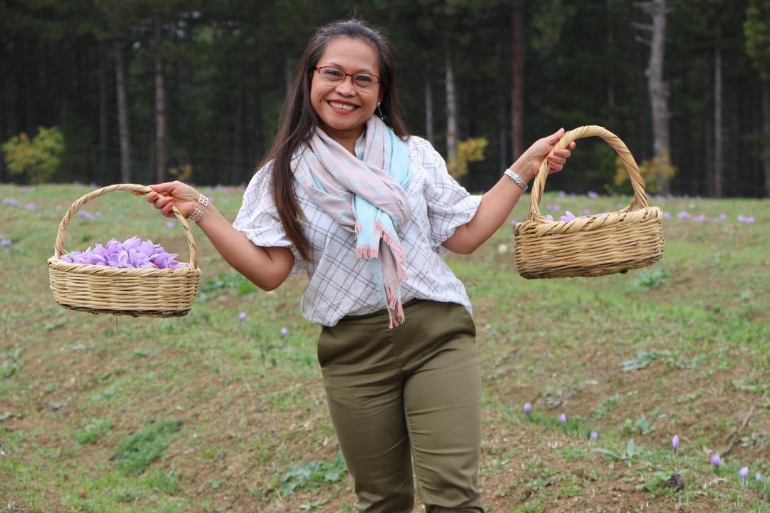 Karab&uuml;k'e turist akını! Safranları g&ouml;rmek i&ccedil;in d&uuml;nyanın her yerinden geliyorlar... Kilosu 100 bin TL