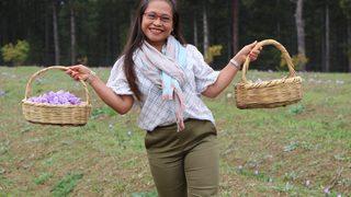 Karabük'e turist akını! Safranları görmek için dünyanın her yerinden geliyorlar... Kilosu 100 bin TL