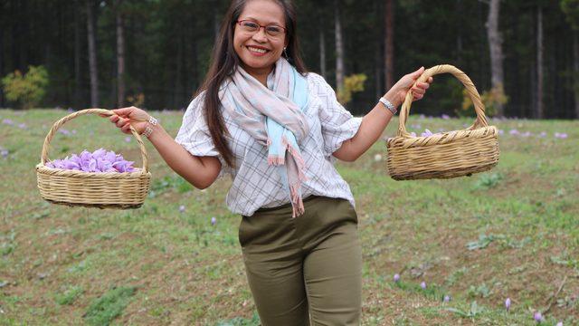 Karabük'e turist akını! Safranları görmek için dünyanın her yerinden geliyorlar... Kilosu 100 bin TL