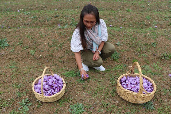 Karabük'e turist akını! Safranları görmek için dünyanın her yerinden geliyorlar... Kilosu 100 bin TL G3