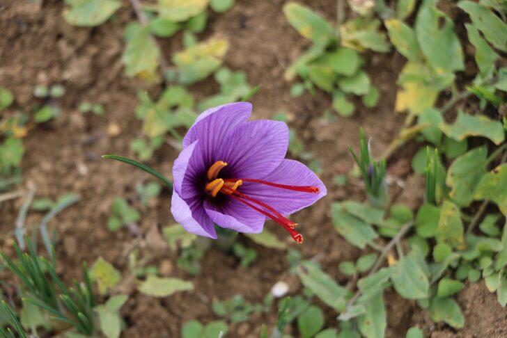 Karabük'e turist akını! Safranları görmek için dünyanın her yerinden geliyorlar... Kilosu 100 bin TL G2