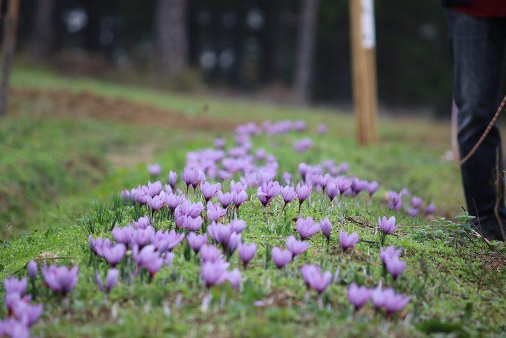Karabük'e turist akını! Safranları görmek için dünyanın her yerinden geliyorlar... Kilosu 100 bin TL G4