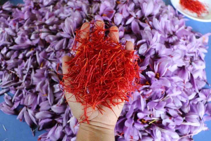 Karabük'e turist akını! Safranları görmek için dünyanın her yerinden geliyorlar... Kilosu 100 bin TL G1