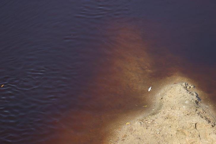 Edirne'de Hasanağa Deresi'nden balık ölümleri nedeniyle numune alındı G3