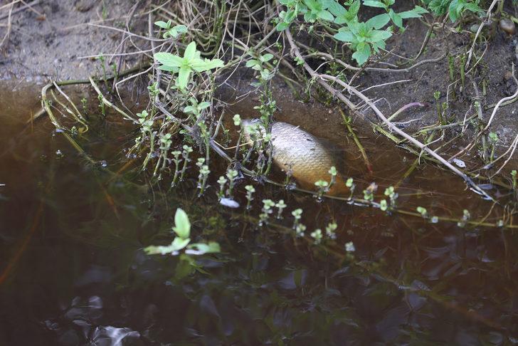 Edirne'de Hasanağa Deresi'nden balık ölümleri nedeniyle numune alındı G5