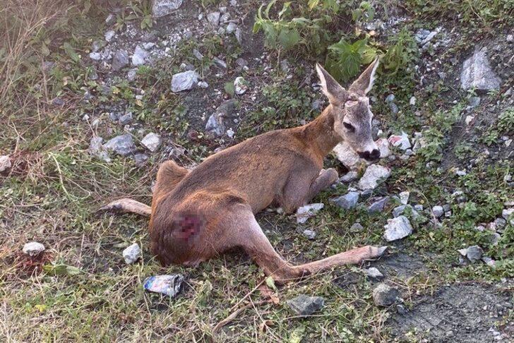 Ormancıların bulduğu yaralı ceylan tedavi altına alındı G4