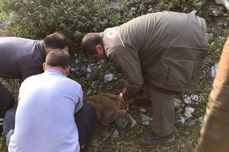 Ormancıların bulduğu yaralı ceylan tedavi altına alındı G3