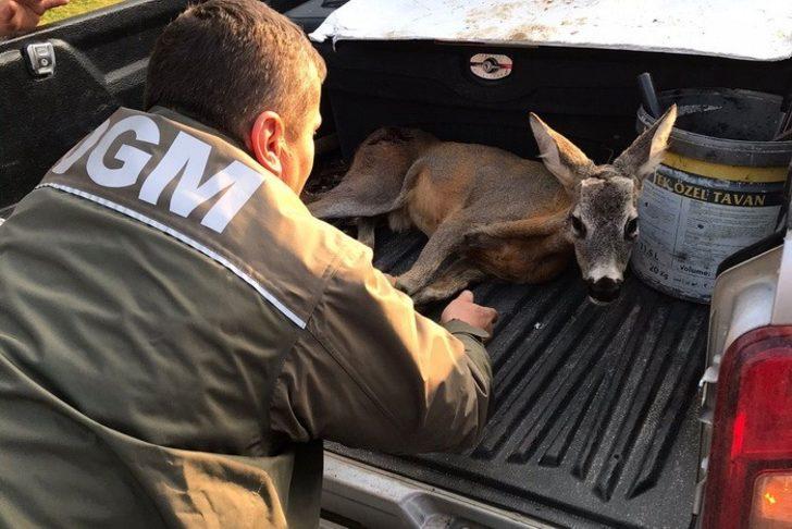 Ormancıların bulduğu yaralı ceylan tedavi altına alındı G2