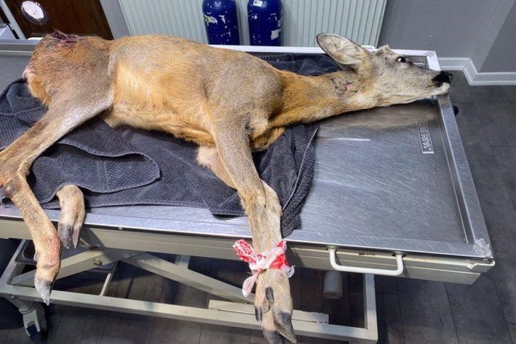 Ormancıların bulduğu yaralı ceylan tedavi altına alındı G1