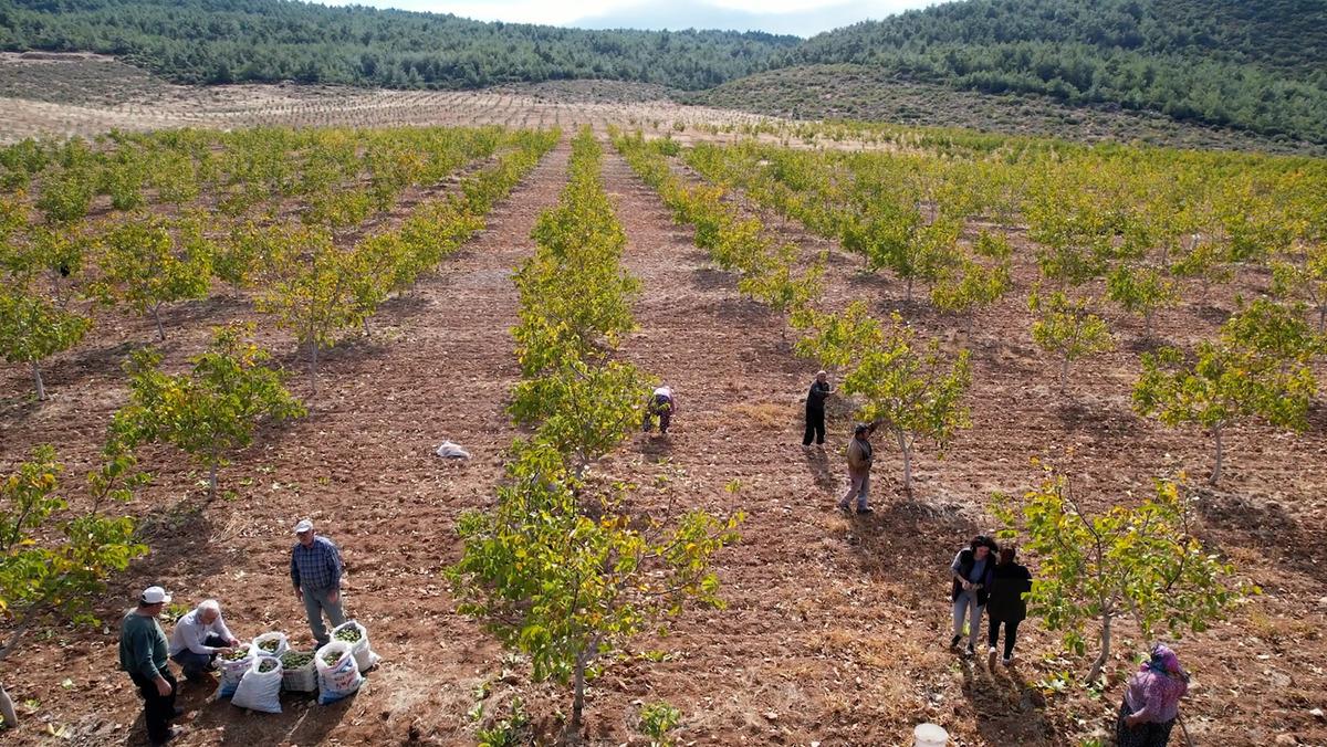 Devletin tahsis ettiği 26 hektar araziye ceviz diken &uuml;retici hasat heyecanı yaşıyor
