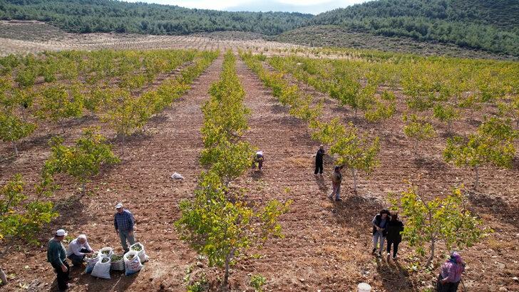 Devletin tahsis ettiği 26 hektar araziye ceviz diken üretici hasat heyecanı yaşıyor G1