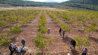 Devletin tahsis ettiği 26 hektar araziye ceviz diken üretici hasat heyecanı yaşıyor