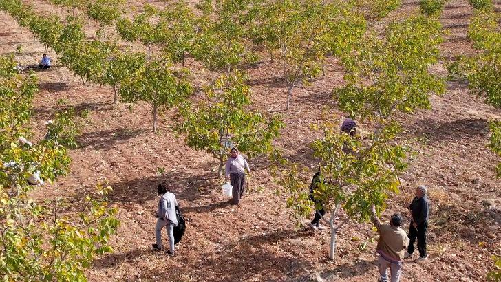 Devletin tahsis ettiği 26 hektar araziye ceviz diken üretici hasat heyecanı yaşıyor G2