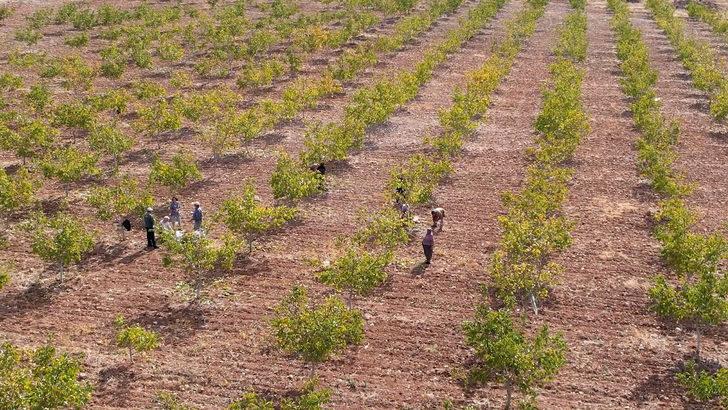 Devletin tahsis ettiği 26 hektar araziye ceviz diken üretici hasat heyecanı yaşıyor G3