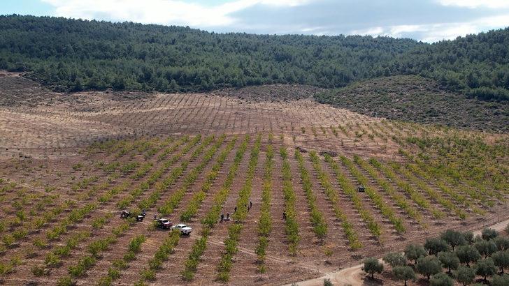 Devletin tahsis ettiği 26 hektar araziye ceviz diken üretici hasat heyecanı yaşıyor G4