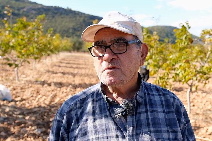 Devletin tahsis ettiği 26 hektar araziye ceviz diken üretici hasat heyecanı yaşıyor G5